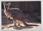 Wallaroo (Trading Card) 1993 CARDZ San Diego Zoo - [Base] #77