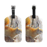 Luggage Tags Squirrel Animal Rodent Tree Womens Bag Suitcase Tags Holder traveling accessories 2