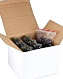 Vivaplex, 6, Green, 4 oz Glass Bottles, with Glass Eye Droppers