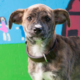 Saddleback Leather Dog Collar - 100% Full Grain Leather With 100 Year Warranty